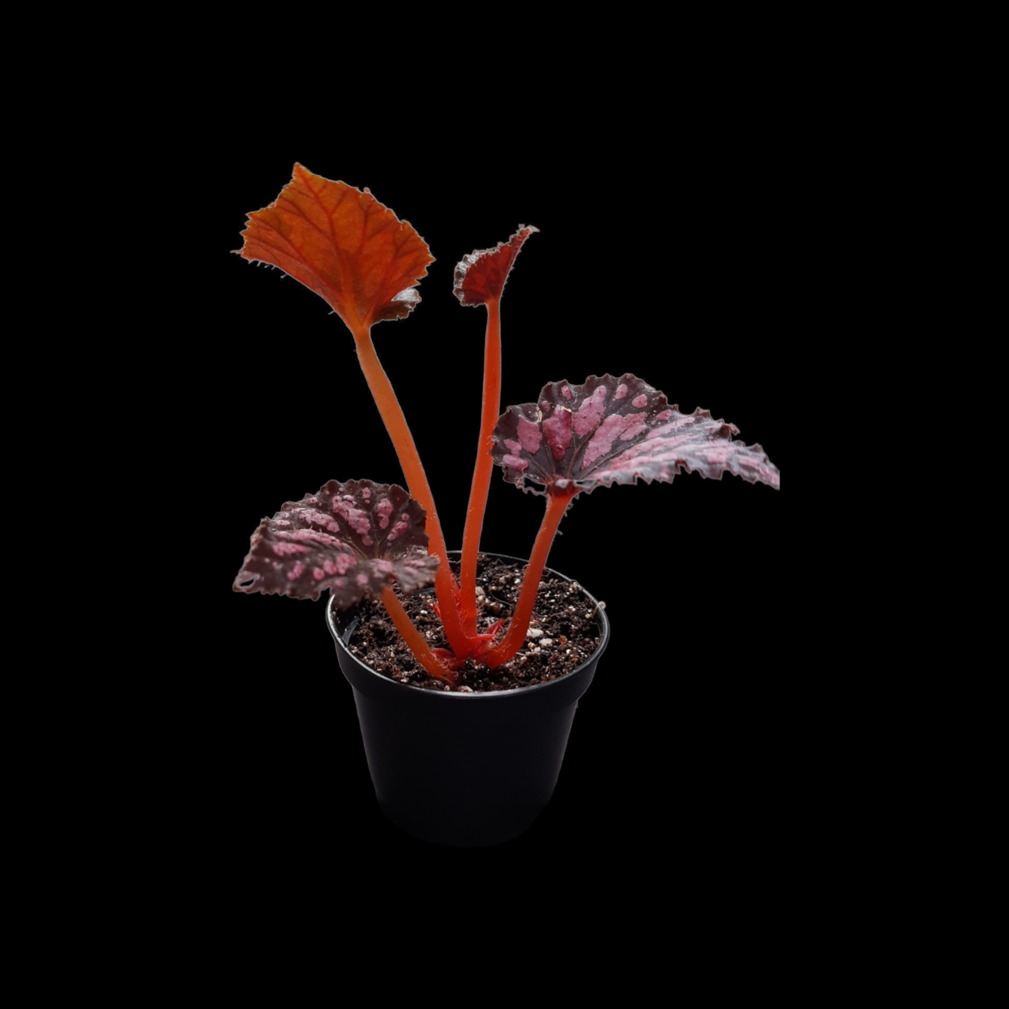 Begonia Rex Mini