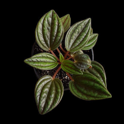 Peperomia Caperata Rosso