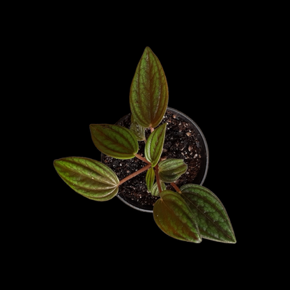 Peperomia Caperata Rosso