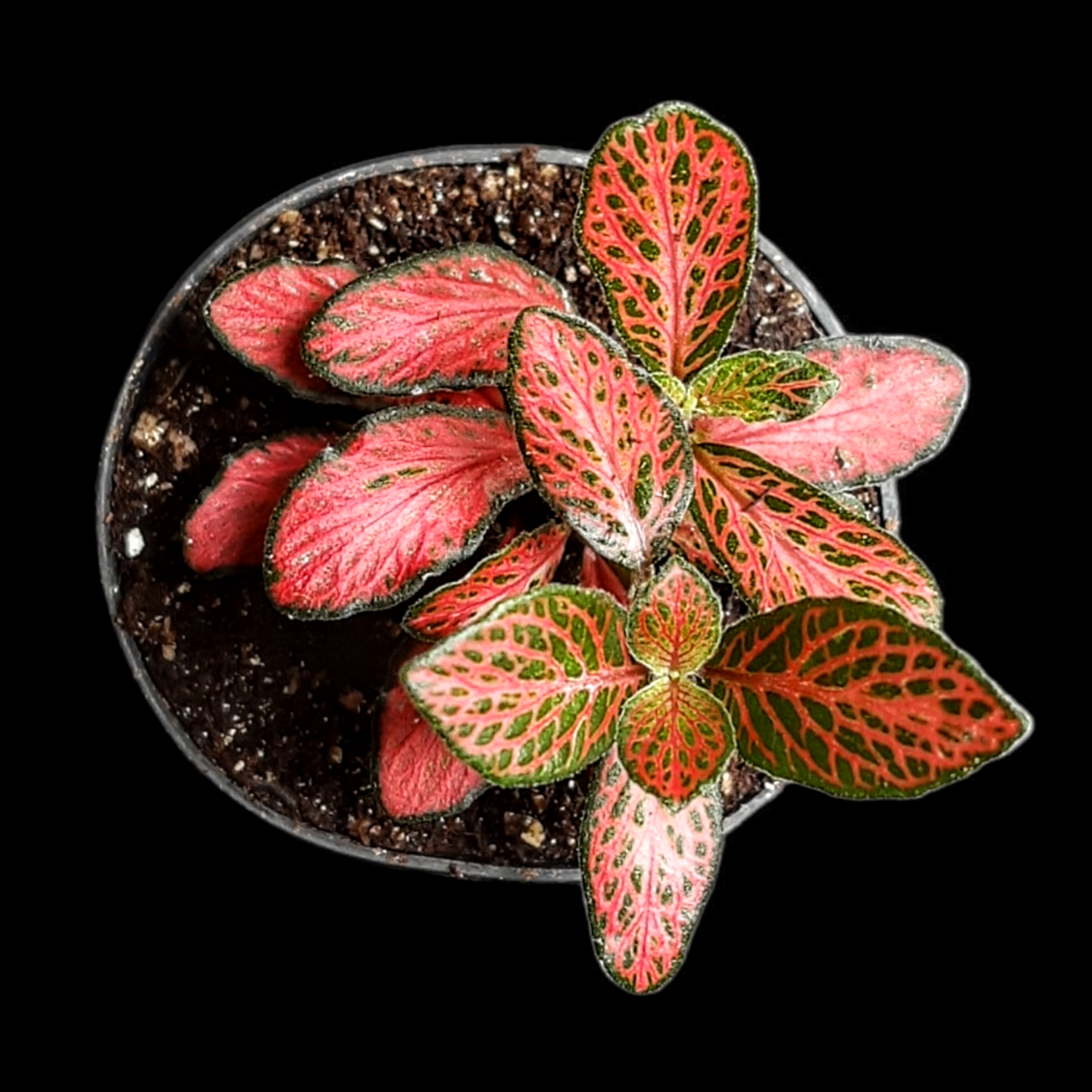 Fittonia verschaffeltii