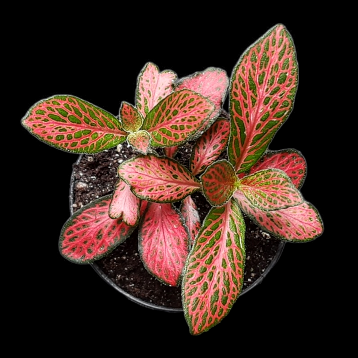 Fittonia verschaffeltii