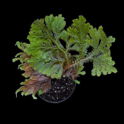 Selaginella willdenowii (grün-leicht bläulich)