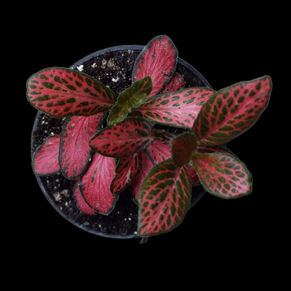 Fittonia verschaffeltii