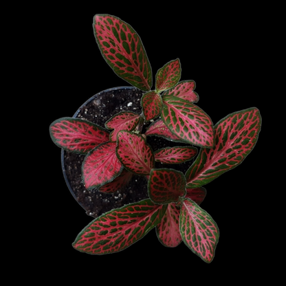 Fittonia verschaffeltii