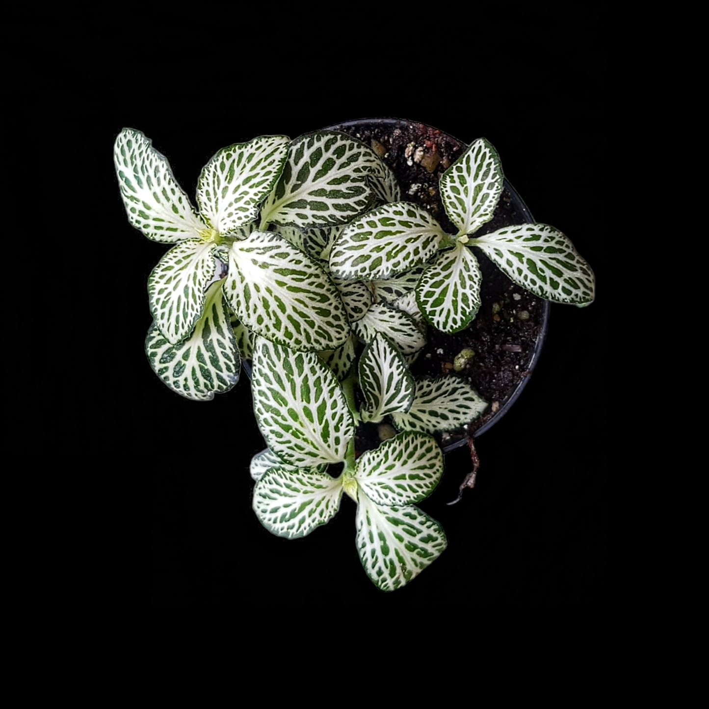 Fittonia verschaffeltii