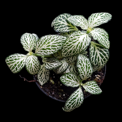 Fittonia verschaffeltii