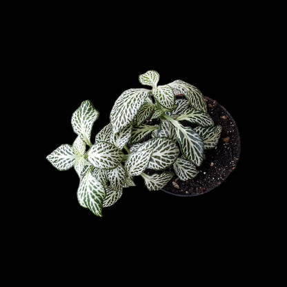 Fittonia verschaffeltii