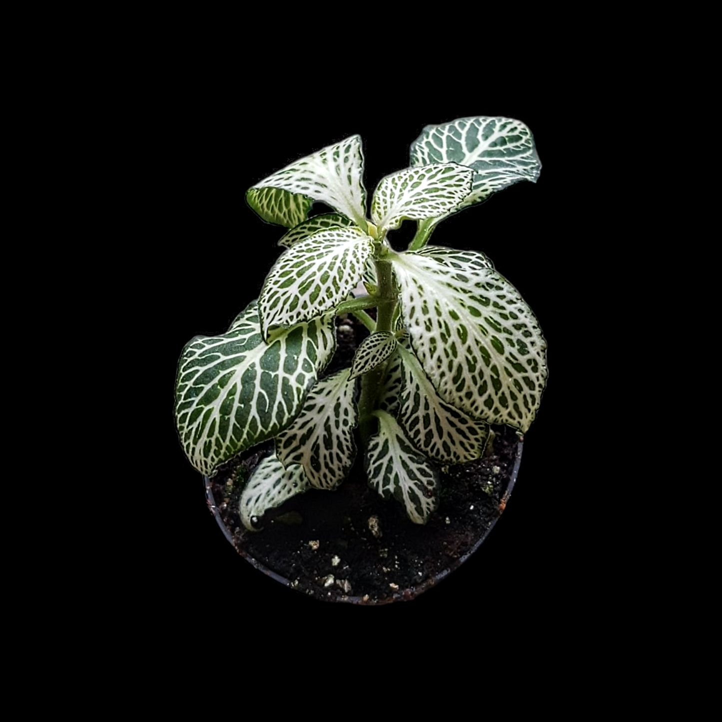 Fittonia verschaffeltii