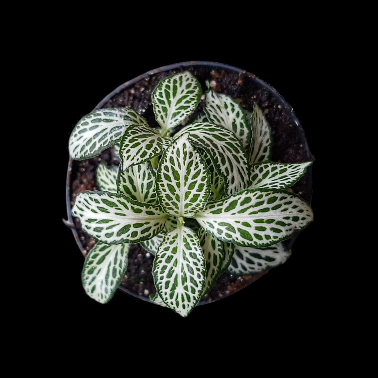 Fittonia verschaffeltii