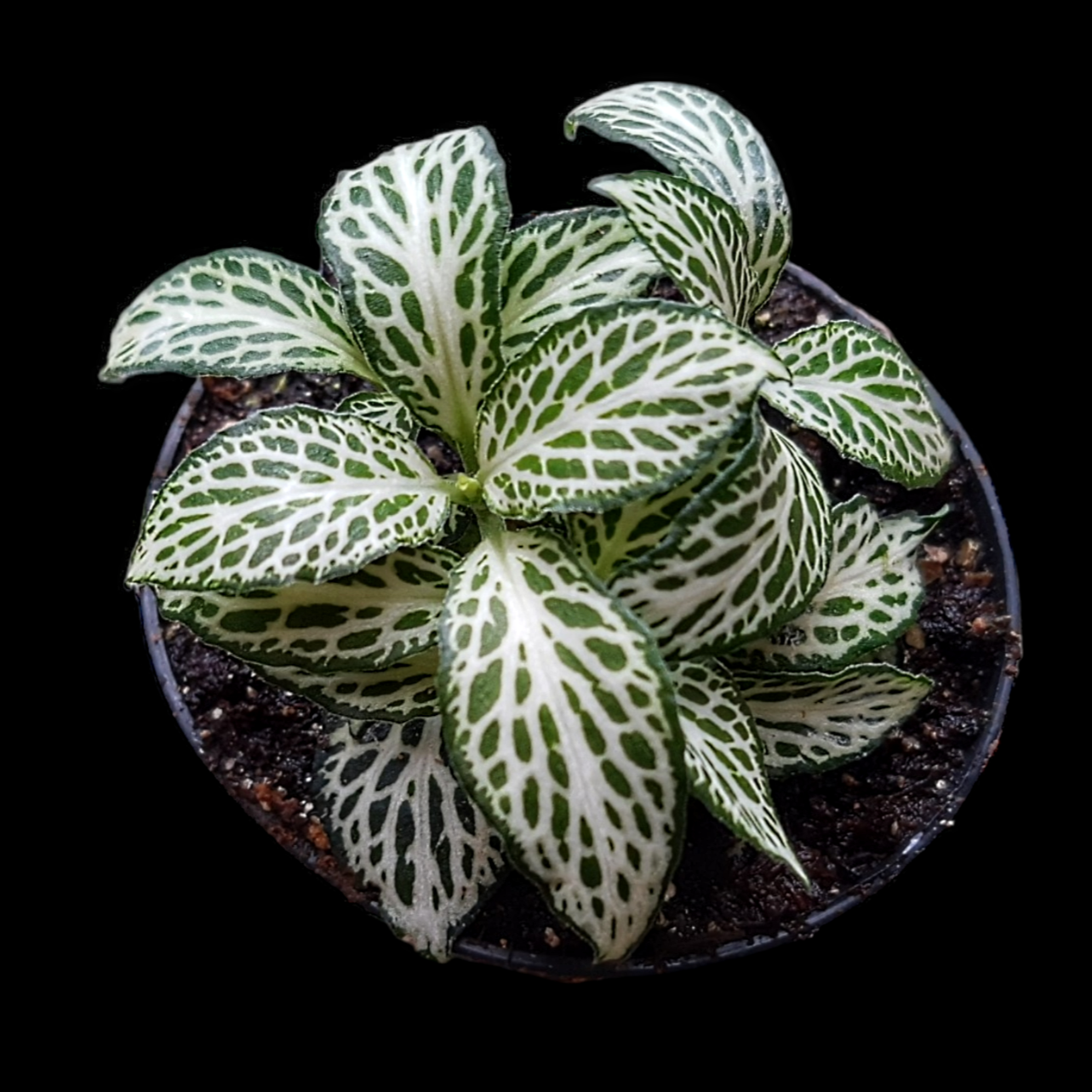 Fittonia verschaffeltii