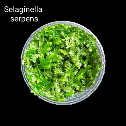 Selaginella Set (5 Arten) , Moosfarn Mix, Terrarien Pflanzen, Bodendecker