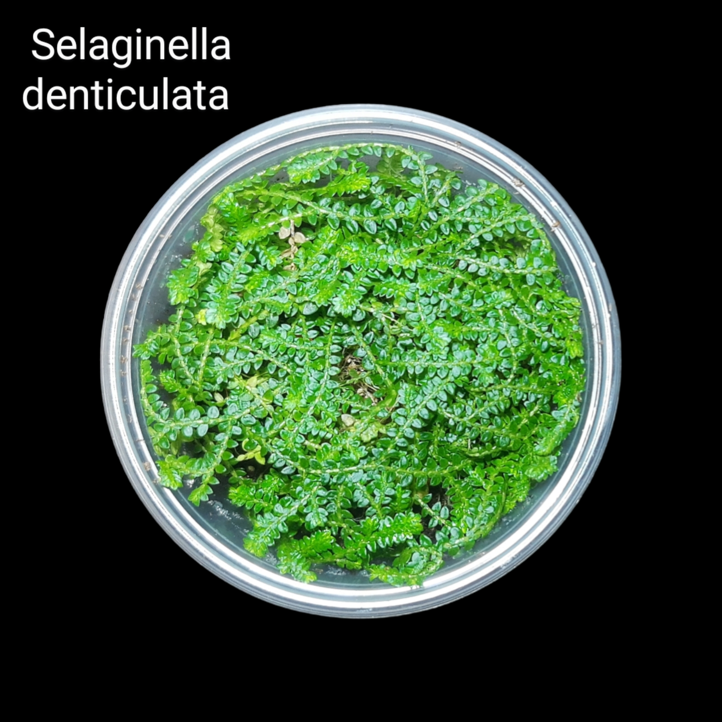 Selaginella Set (5 Arten) , Moosfarn Mix, Terrarien Pflanzen, Bodendecker