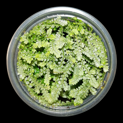 Selaginella serpens, tropischer Bodendecker