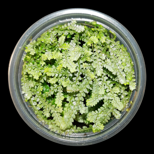 Selaginella serpens, tropischer Bodendecker