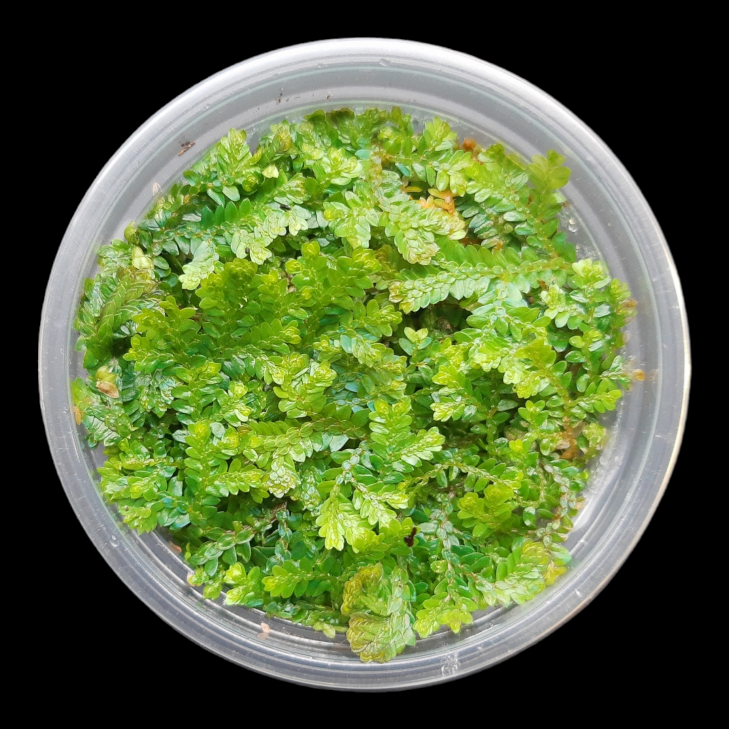 Selaginella uncinata, tropischer Bodendecker