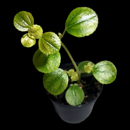 Pilea depressa