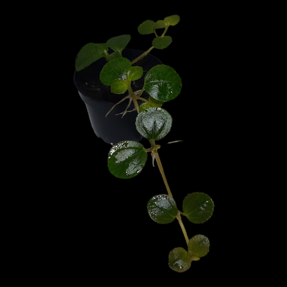 Pilea depressa