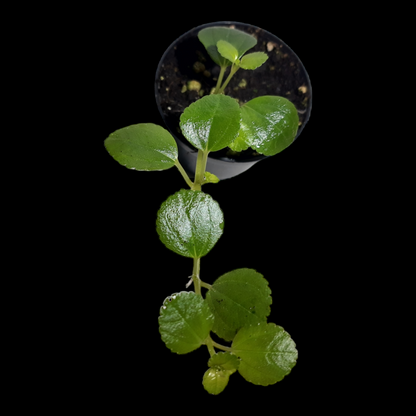 Pilea depressa