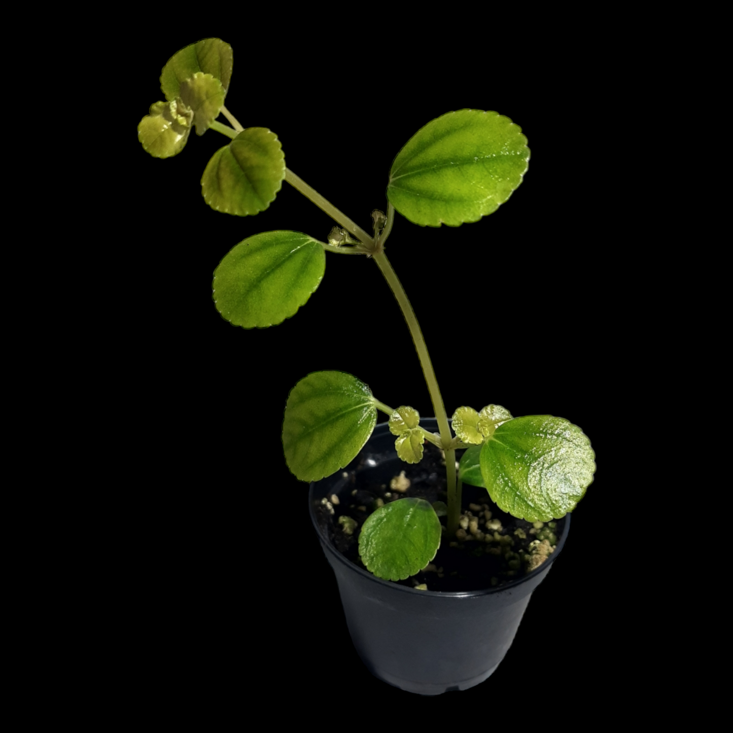 Pilea depressa