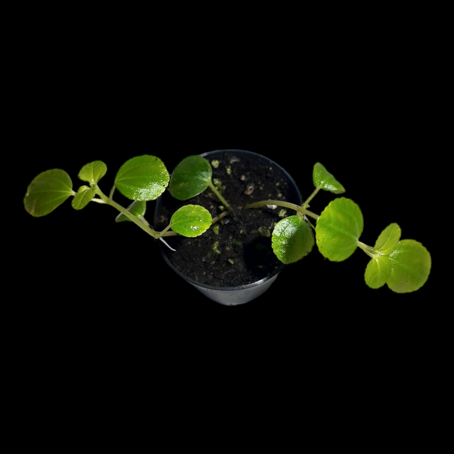 Pilea depressa