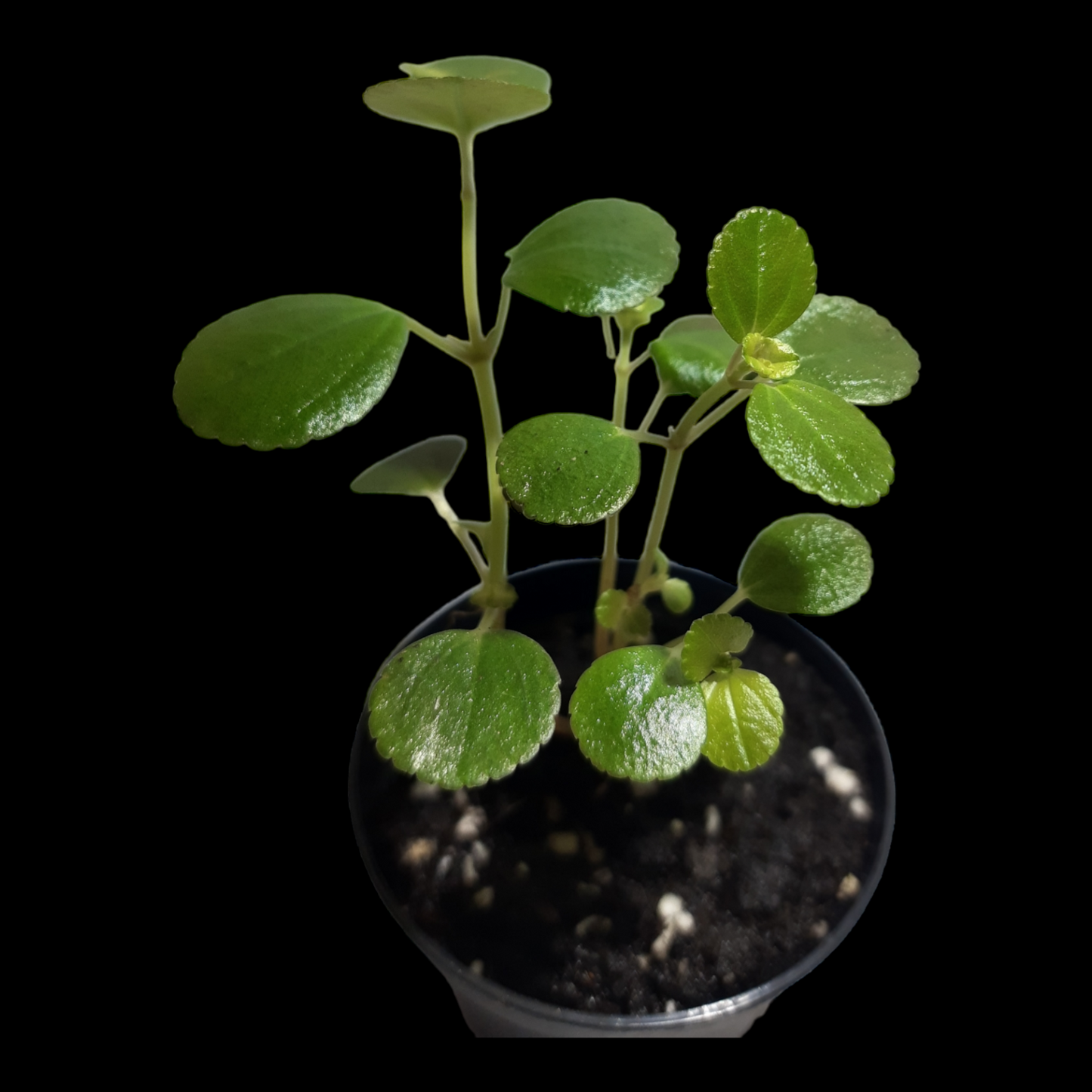 Pilea depressa