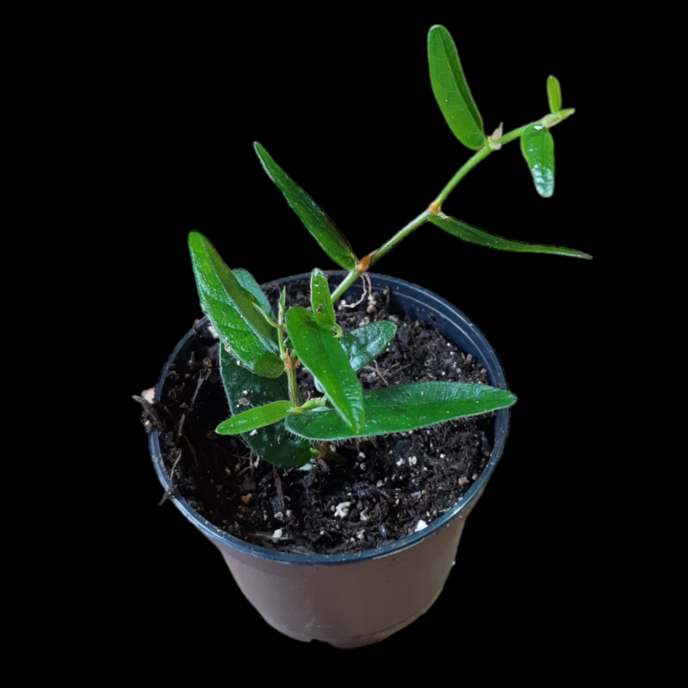 Ficus punktata, Rankpflanze für Regenwald Terrarien, Terrarium