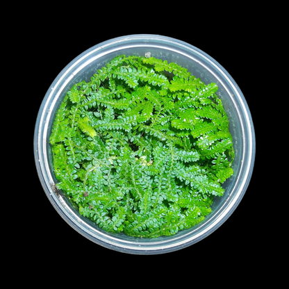 Selaginella denticulata, Terrariumpflanzen, Regenwald Terrarien