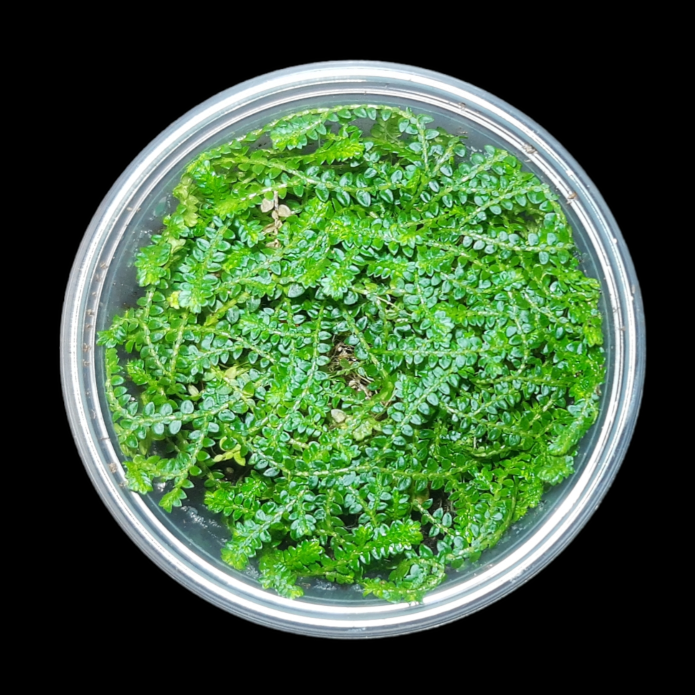 Selaginella denticulata, Terrariumpflanzen, Regenwald Terrarien