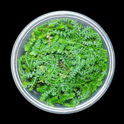 Selaginella denticulata, Terrariumpflanzen, Regenwald Terrarien