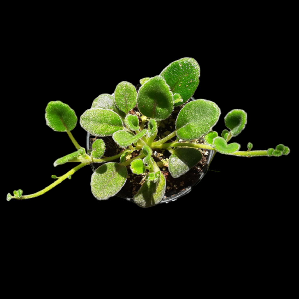 Alsobia dianthiflora mit Seitenausläufern auf schwarzem Hintergund im Topf