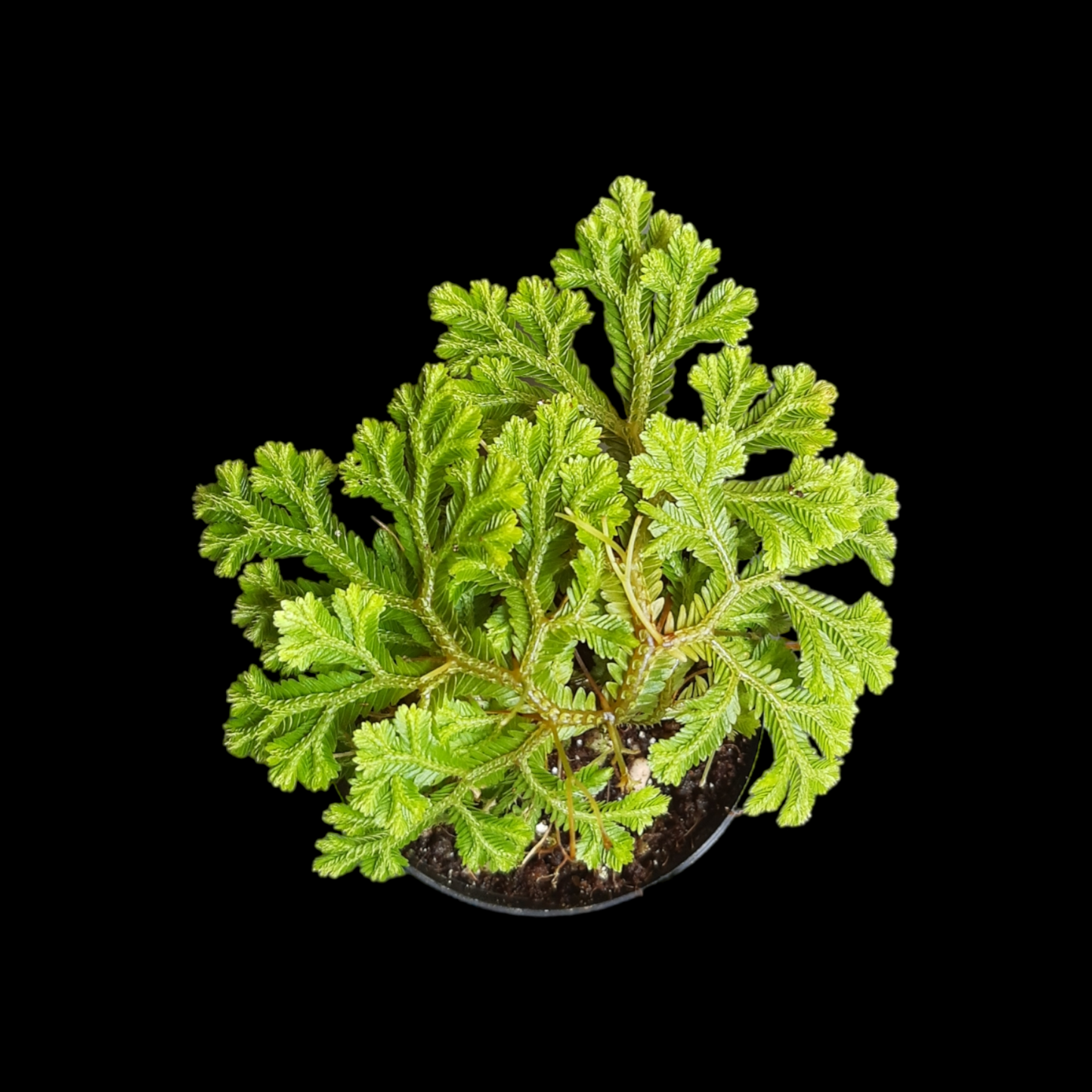 Selaginella Martensji, Moos-Farn