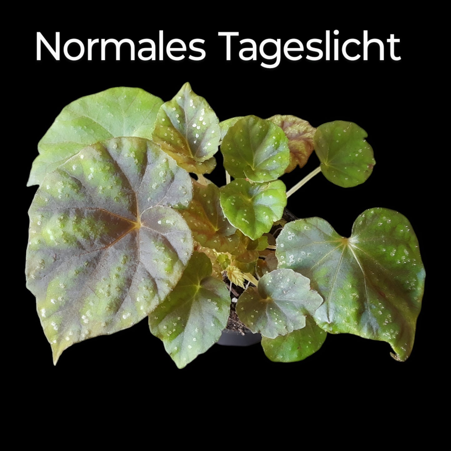Rarität! Begonia shiwanshanensis