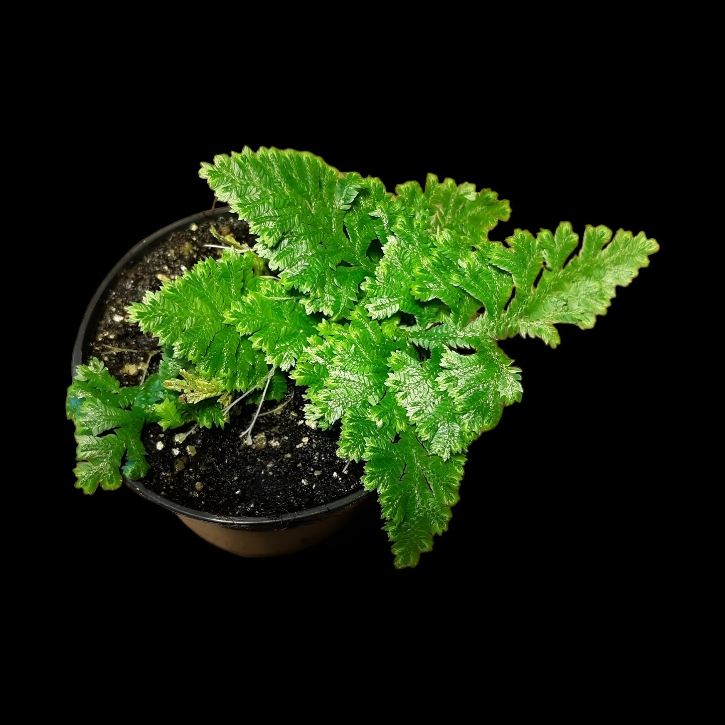 Selaginella umbrosa