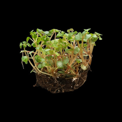 Pilea glauca