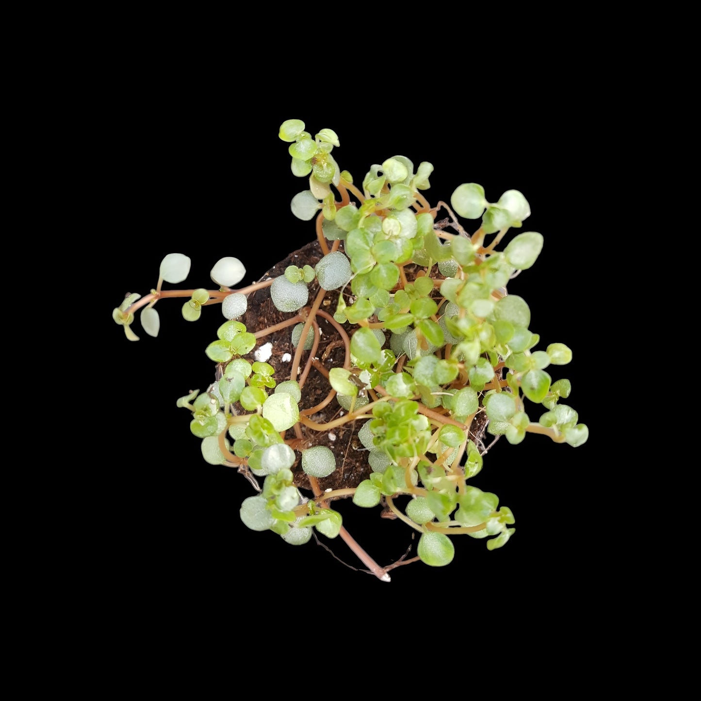 Pilea glauca