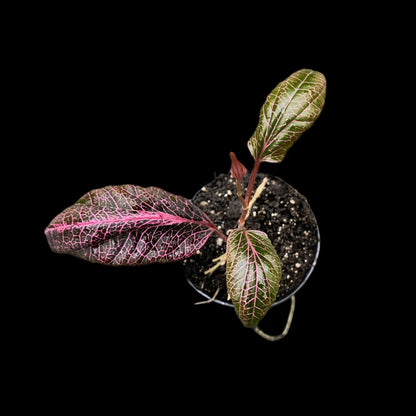 Rarität! Piper pink veins, Rankpflanze fürs Regenwald Terrarium