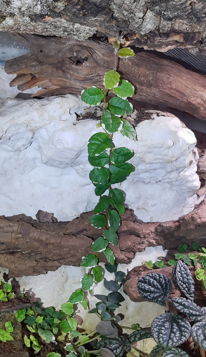 Ficus Pumila, Rankpflanze