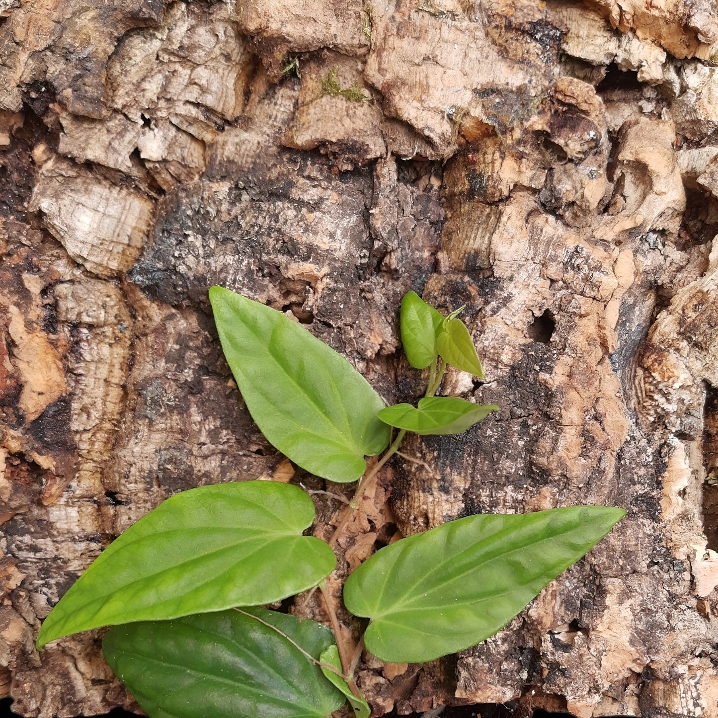 Piper sp Sumatra,  Rankpflanze für Regenwald-Terrarien