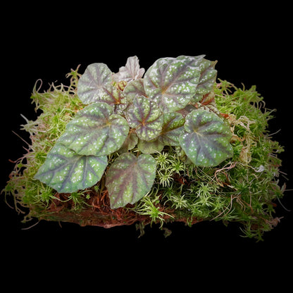 Rarität! Begonia shiwanshanensis