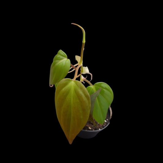 Philodendron micans im Topf vor schwarzem Hintergrund