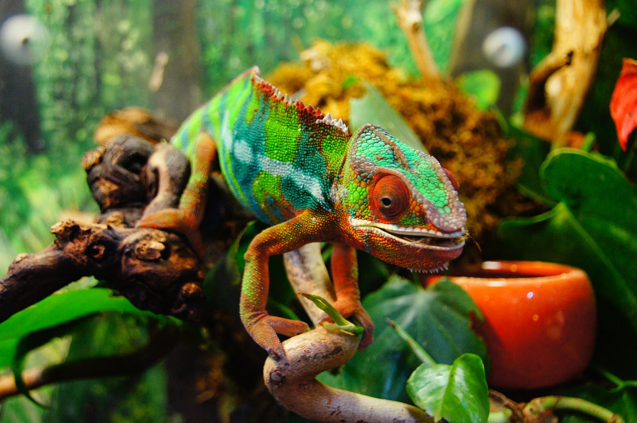 Chameleon im Terrarium mit Pflanzen auf einem Ast. (Websiten Startbild für Tims-Terraristik)