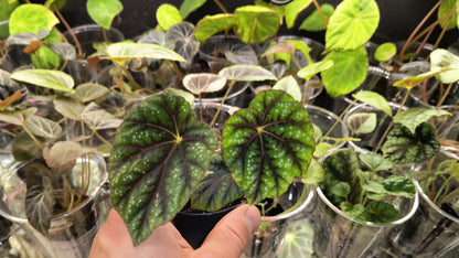 Rarität! Begonia shiwanshanensis