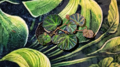 Rarität! Begonia sarawak, Terrarien - Begonie