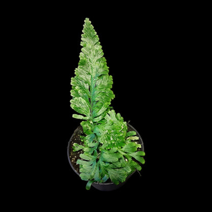 Selaginella umbrosa