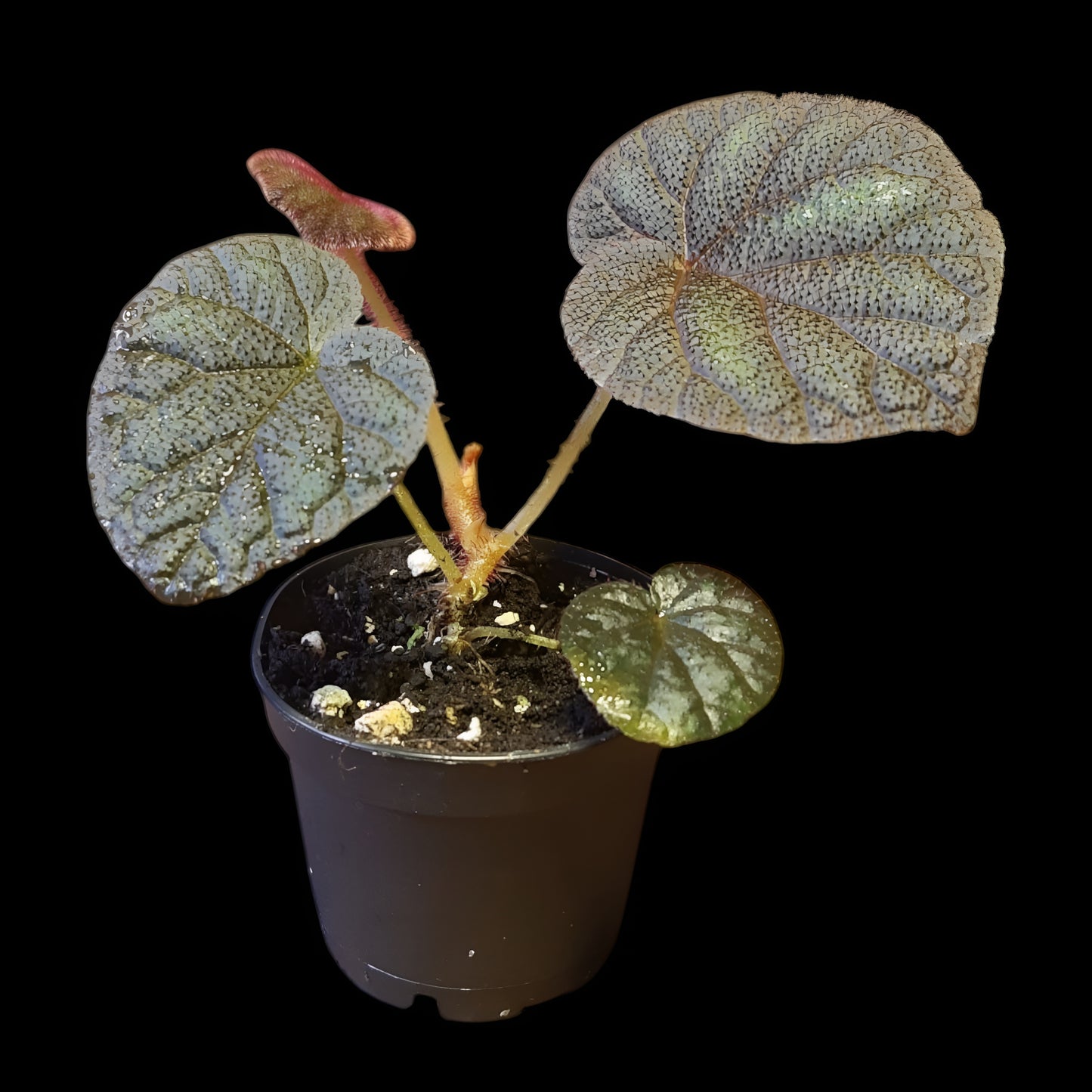 Begonia versicolor