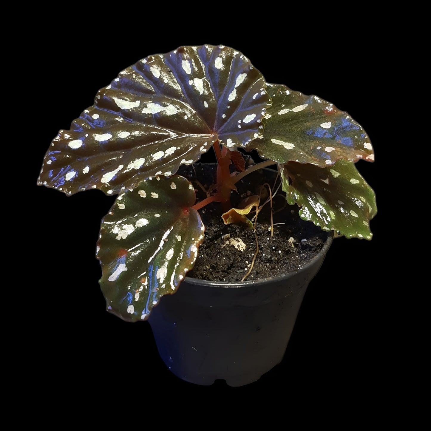 Begonia atricha