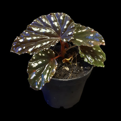 Begonia atricha