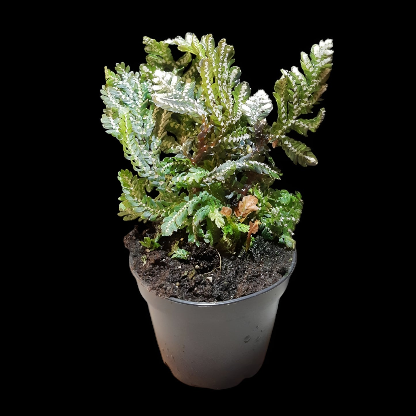 Selaginella picta
