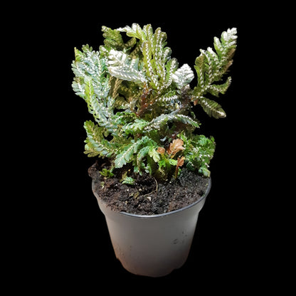 Selaginella picta