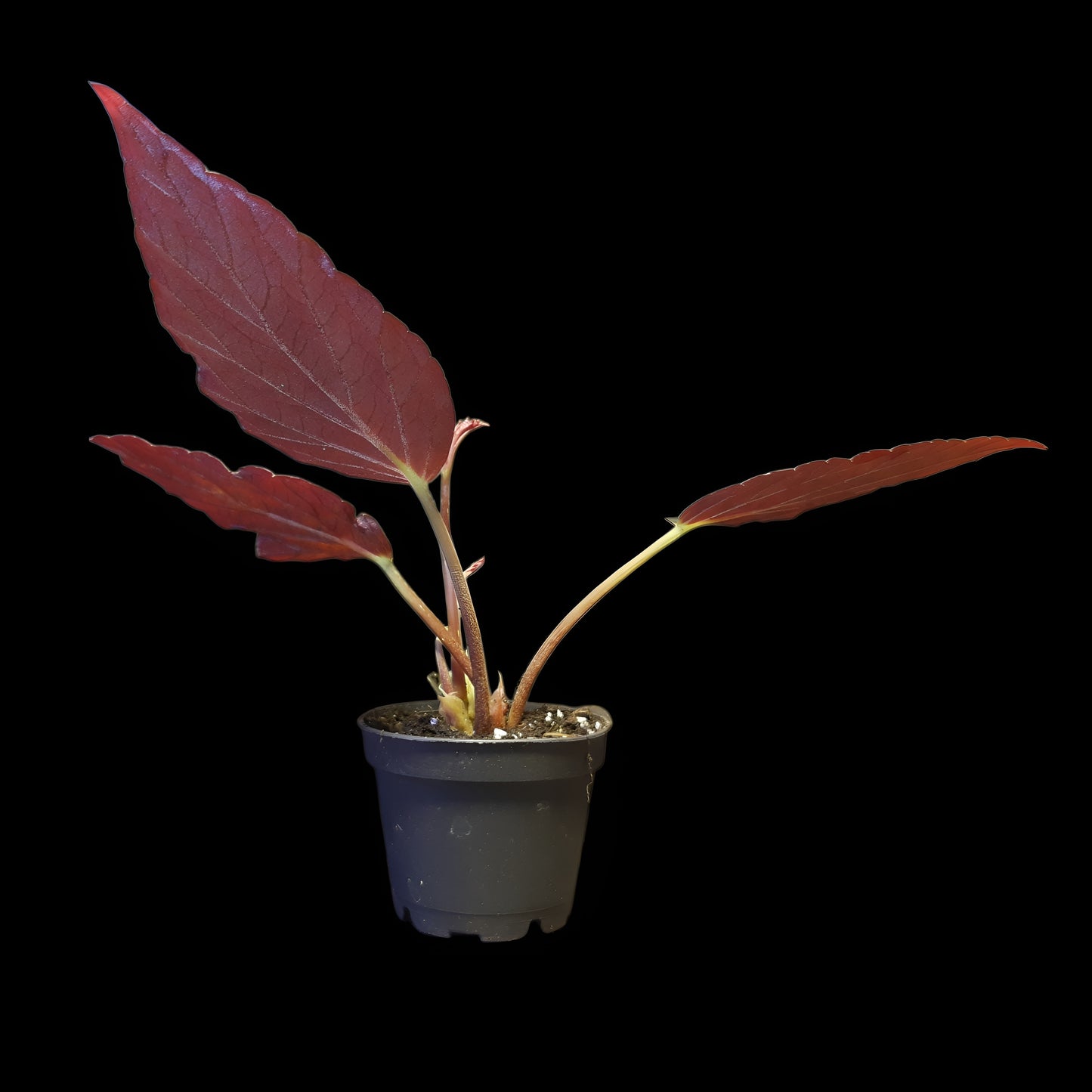 Begonia hatacoa purple